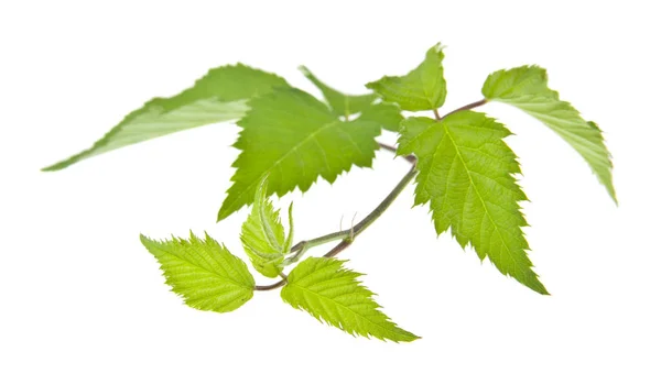 Grüne Blätter Von Brombeeren Isoliert Auf Weißem Hintergrund — Stockfoto