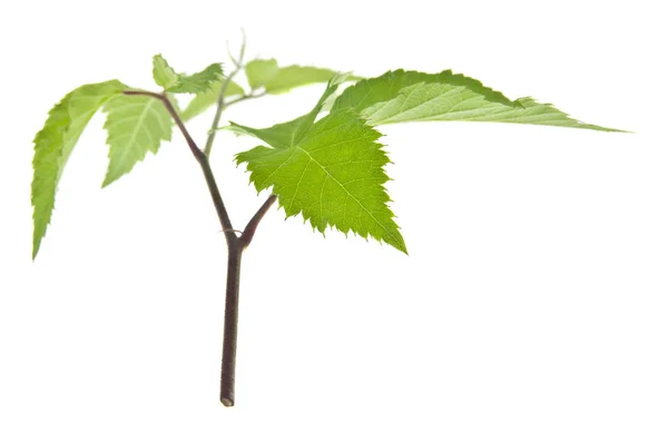 Green Leaves Blackberries Isolated White Background — Stock Photo, Image