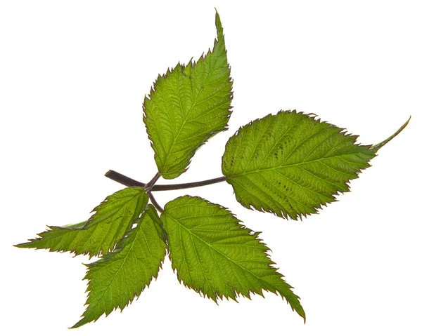 Hojas Verdes Moras Aisladas Sobre Fondo Blanco — Foto de Stock