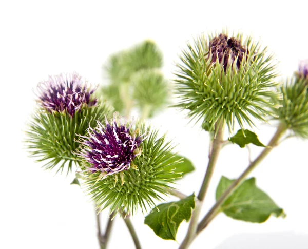 Green Burdock Isolated White Background — Stock Photo, Image