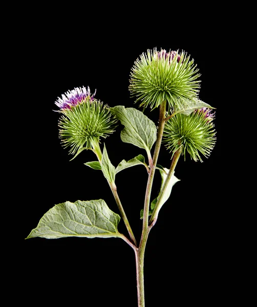 Green Burdock Isolated Black Background — Stock Photo, Image