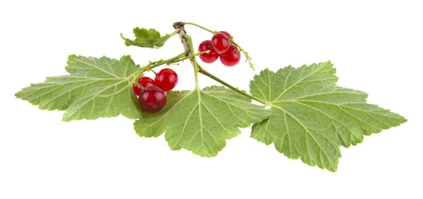 Frische Saftige Rote Johannisbeere Isoliert Auf Weißem Hintergrund — Stockfoto