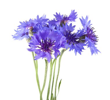 Beyaz arka plan üzerinde izole Centaurea çiçekler