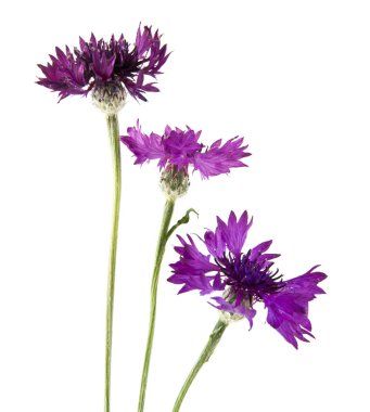 Beyaz arka plan üzerinde izole Centaurea çiçekler