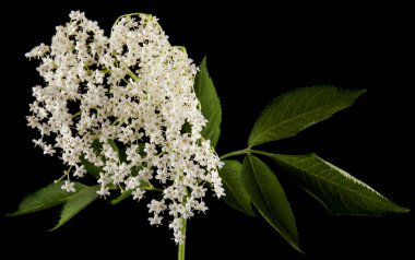 siyah bir arka plan üzerinde izole mürver çiçekleri