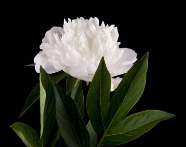 siyah bir arka plan üzerinde izole peonies