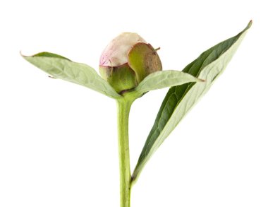 beyaz arkaplanda yalıtılmış şakayık çiçeği