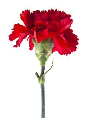 Kırmızı karanfil çiçekleri beyaz arkaplanda izole edilmiş