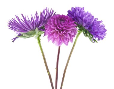 Üç yaz çiçek beyaz arka plan üzerinde izole. Ambalaj tasarımı bir unsuru olarak