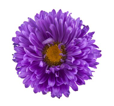 Beyaz arka plan üzerinde izole aster çiçek. Ambalaj tasarımı bir unsuru olarak