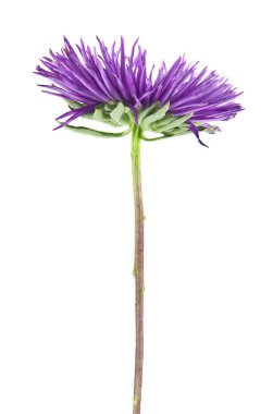 Beyaz arka plan üzerinde izole aster çiçek. Ambalaj tasarımı bir unsuru olarak