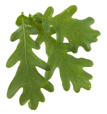 Beyaz arkaplanda yeşil meşe yaprakları izole