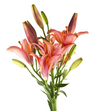 Beyaz arkaplanda izole edilmiş zambak çiçekleri