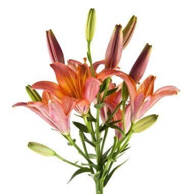 Beyaz arkaplanda izole edilmiş zambak çiçekleri