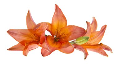 Beyaz arkaplanda izole edilmiş zambak çiçekleri