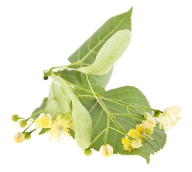 Beyaz arkaplanda bulunan ıhlamur çiçekleri