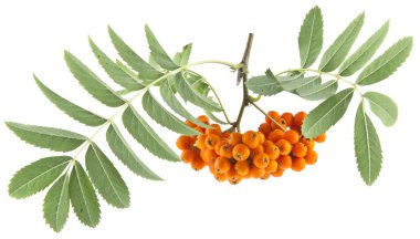 dağ külleri beyaz arkaplanda izole