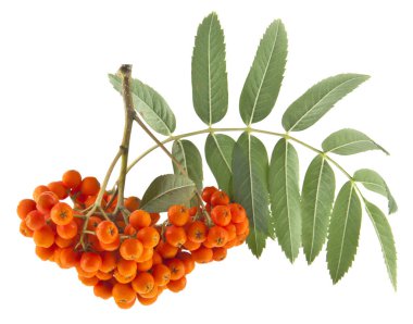 dağ külleri beyaz arkaplanda izole