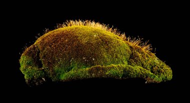 siyah bir arka plan üzerinde izole yosun