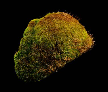 siyah bir arka plan üzerinde izole yosun