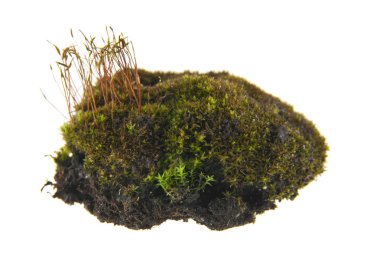 Beyaz arka plan üzerinde izole yeşil yosun. Ambalaj tasarımı bir unsuru olarak