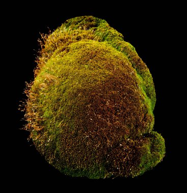 siyah bir arka plan üzerinde izole yosun