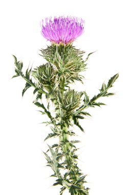 Beyaz arka plan üzerinde izole Thistle süt