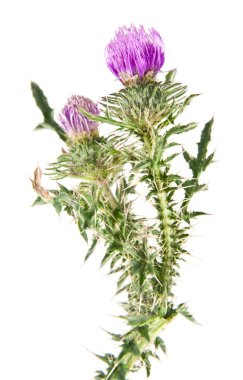 Beyaz arka plan üzerinde izole Thistle süt