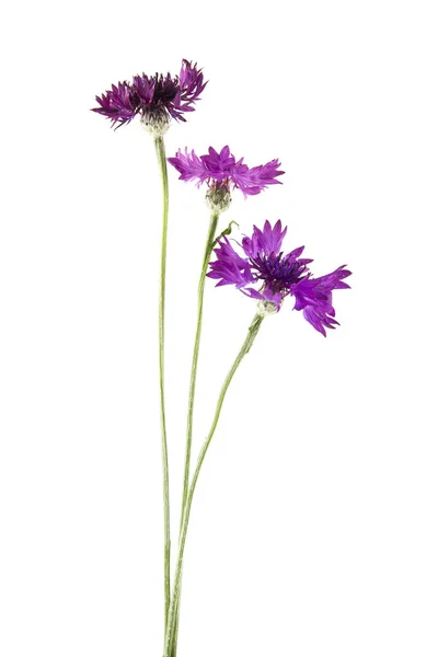 Flores Centaurea Aisladas Sobre Fondo Blanco — Foto de Stock