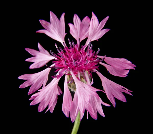 Flores Feolentes Centaurea Aislada Sobre Fondo Negro — Foto de Stock
