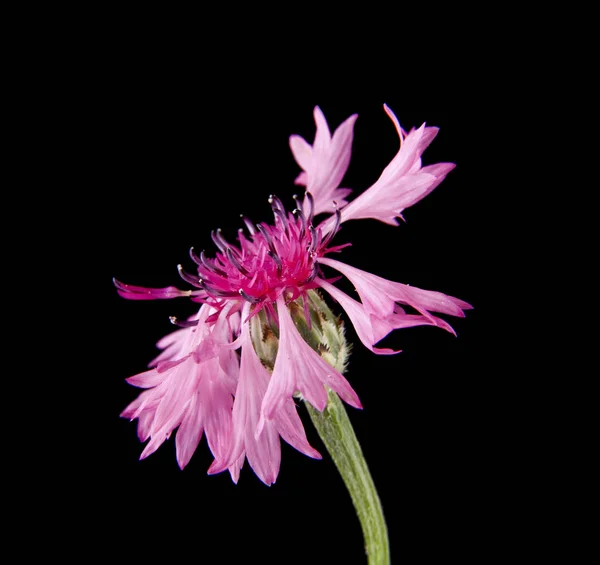 Flores Feolentes Centaurea Aislada Sobre Fondo Negro — Foto de Stock