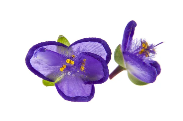 在白色背景上隔离的紫色花朵 — 图库照片