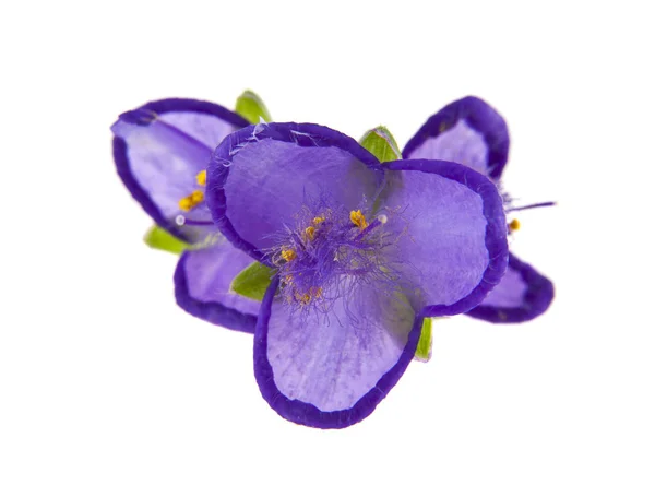 在白色背景上隔离的紫色花朵 — 图库照片