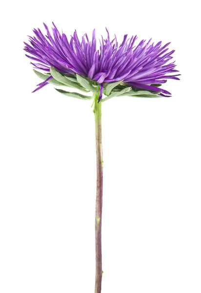 在白色背景上分离的紫花 作为包装设计的一个要素 — 图库照片