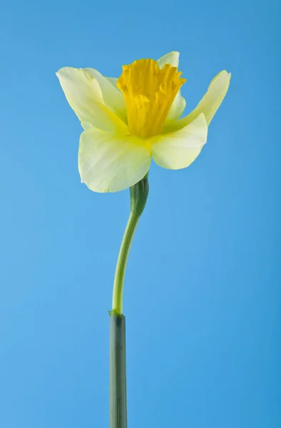 Narcisos Amarelos Fundo Azul — Fotografia de Stock