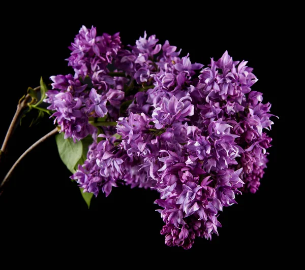 Lilac Flowers Isolated Black Background — Stock Photo, Image