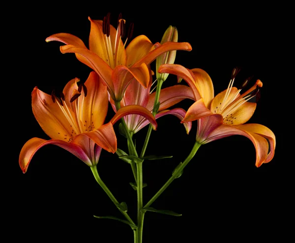 Flores Lirio Aisladas Sobre Fondo Negro — Foto de Stock