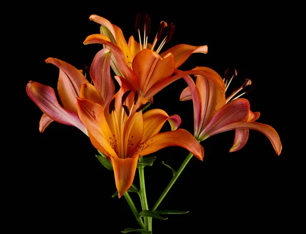 Lily Flowers Isolated Black Background — Stock Photo, Image