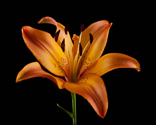 Квіти Лілії Ізольовані Чорному Фоні — стокове фото