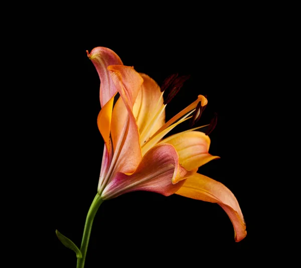 Flores Lirio Aisladas Sobre Fondo Negro — Foto de Stock