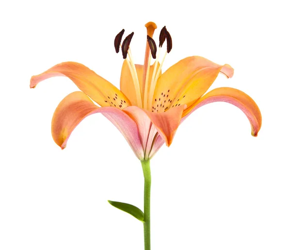 Lilienblüten Isoliert Auf Weißem Hintergrund — Stockfoto