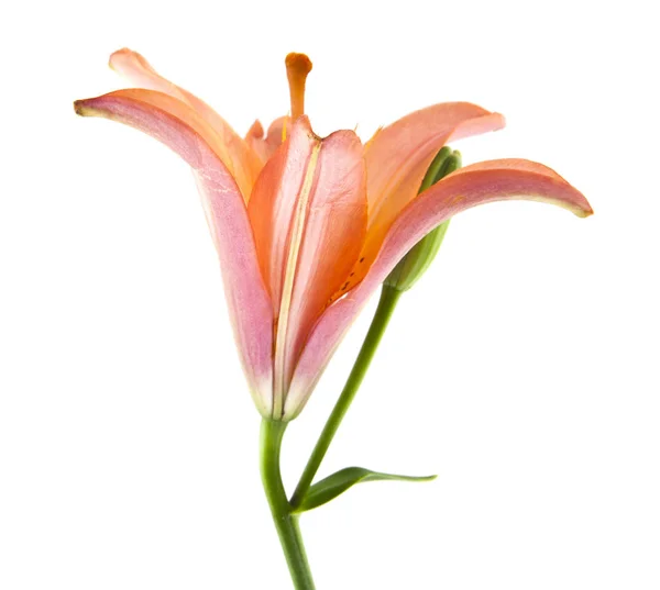 Lily Flowers Isolated White Background — Stock Photo, Image