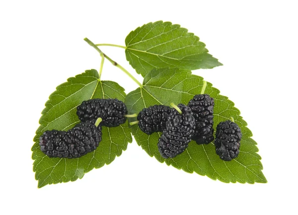 Mulberry Isolated White Background — Stock Photo, Image