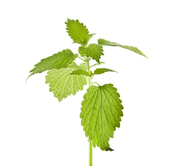 Green Nettle Leaves Isolated White Background — Stock Photo, Image