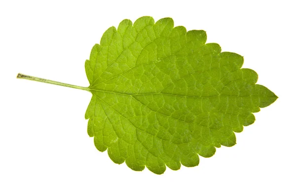 Зелене Листя Кропиви Ізольовано Білому Тлі — стокове фото