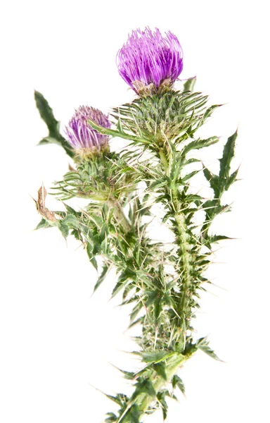 Milk Thistle Isolated White Background — Stock Photo, Image