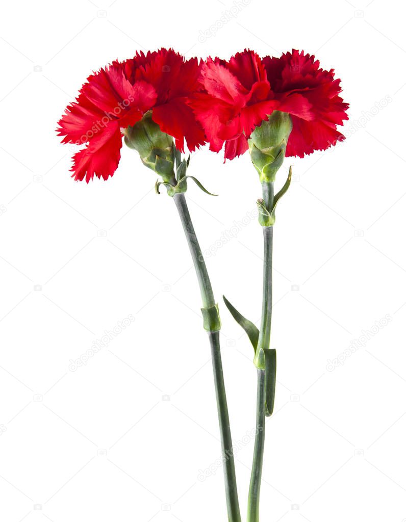 Carnation flowers isolated on white background