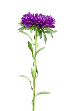 Beyaz arka plan üzerinde izole aster çiçekler. Ambalaj tasarımı bir unsuru olarak