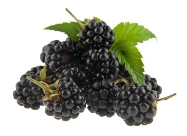Blackberry beyaz arkaplanda izole edildi