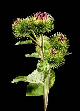 yeşil Dulavratotu siyah bir arka plan üzerinde izole